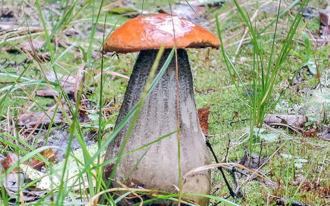 Viehko: Hout, Verblijf, Blokhut, Woud, Schuur, Garden Gebouwen, Lariks, Bos, Beits
