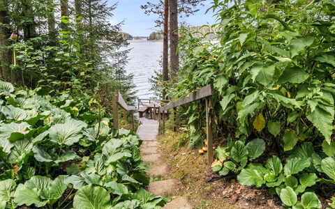 Iltarusko: Groen, Tuin, Vijver, Oeverbos, Vaatplant, Kruid