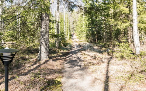 Kiimalammi: Boom, Blad, Natuurlijke Omgeving, Natuur, Afdeling, Hout, Vegetation, Woud, Natuurlijk Landschap, Trail