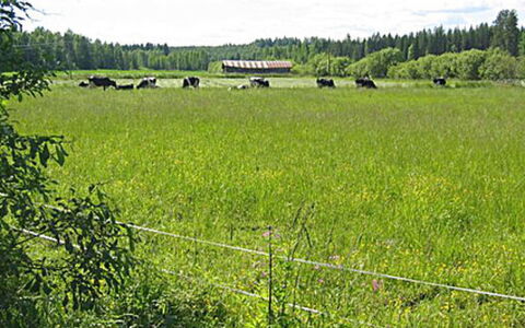 Pikkutupa: Waterweg, Bank, Waterloop, Meer, Verblijf, Woud, Kanaal, Reservoir, Blokhut
