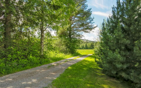Suvela: Groen, Blad, Boom, Gras, Natuur, Natuurlijke Omgeving, Natuurlijk Landschap, Vegetation, Afdeling