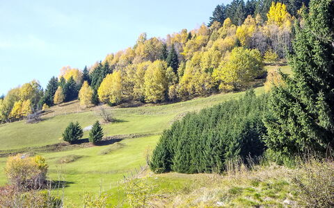 Encarden Apt. 3.1: Boom, Groen, Blad, Natuurlijke Omgeving, Gras, Natuurlijk Landschap, Vegetation, Grasland, Landschap, Woud