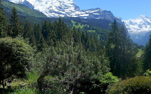 Zwärgli: Bergachtig Landvormen, Berg, Natuurlijk Landschap, Natuur, Tropische En Subtropische Naaldbossen, Wildernis, Vegetation, Bergketen, Natuurgebied, Boom