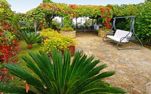 'O Pignatiello: Vegetation, Bloem, Fabriek, Tuin, Plantkunde, Agave, Xanthorrhoeaceae, Plantengemeenschap, Landschap, Gras