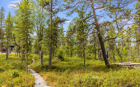 Villa Goskanjavri: Groen, Blad, Boom, Natuurlijke Omgeving, Natuur, Vegetation, Natuurlijk Landschap, Wildernis, Woud, Plantengemeenschap