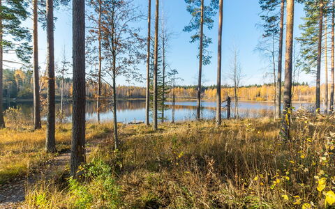 Lokinsiipi: Natuurlijke Omgeving, Boom, Natuur, Blad, Natuurlijk Landschap, Woud, Wildernis, Bosje, Noord Hardhoutbos, Plantengemeenschap