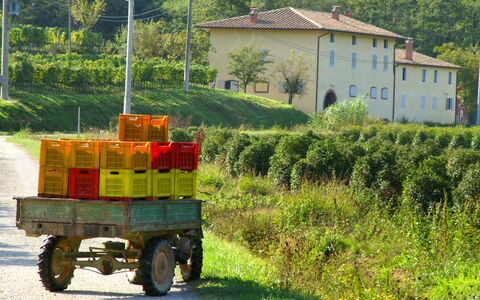 Montecatini Terme 810: Groen, Wijze Van Vervoer, Voertuig, Vervoer, Landelijk Gebied, Gras, Boom, Wiel