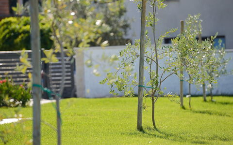 Lungera: Boom, Groen, Gras, Gazon, Fabriek, De Lente, Woody Plant, Park, Afdeling, Bloem