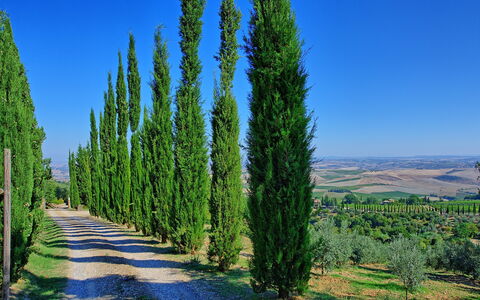 Villa Montalcino: Boom, Natuur, Woody Plant, Fabriek, Biome, Lucht, American Larch, Lodgepolepijnboom, Naaldboom, Cypress Family