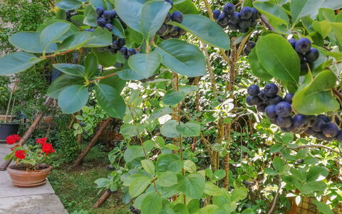 Pula Vodnjan 103: Fabriek, Bloempot, Voedsel, Fruit, Kamerplant, Boom, Bloeiende Plant, Groundcover, Struik