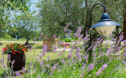 Pula 129: Lavendel, Bloem, Tuin, Gras, Lavendel, Fabriek, De Lente, Grassenfamilie, Plantkunde, Engels Lavender