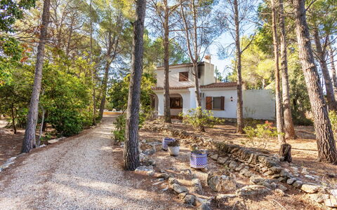 Villa Pinos: Boom, Afdeling, Trunk, Verblijf, Bos, Schaduw, Bodem, Trail, Bosje