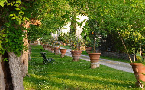 Tenuta Il Tresto: Boom, Groen, Gras, Gazon, Fabriek, Woody Plant, Werf, De Lente, Tuin, Grassenfamilie